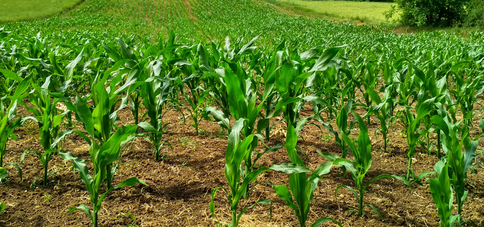 Food security maize crop